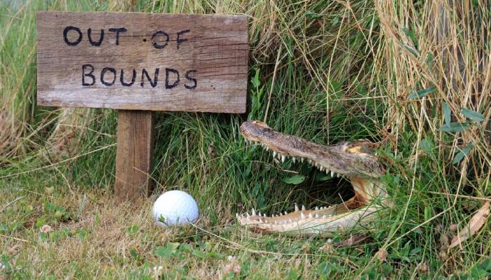 golf-safety-pet-the-gators